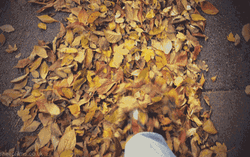 Autumn Falls Walking POV GIF