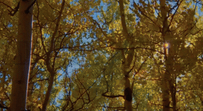 Autumn Is Here Tree GIF