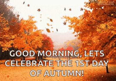 Autumn Leaves Are Falling From The Trees In A Park . GIF
