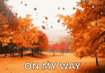 Autumn Leaves Falling In Park GIF