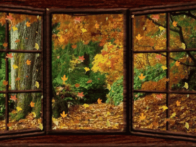 Autumn Leaves Falling Outside Window GIF