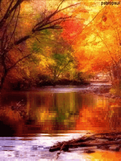 Autumn River Surrounded By Trees GIF