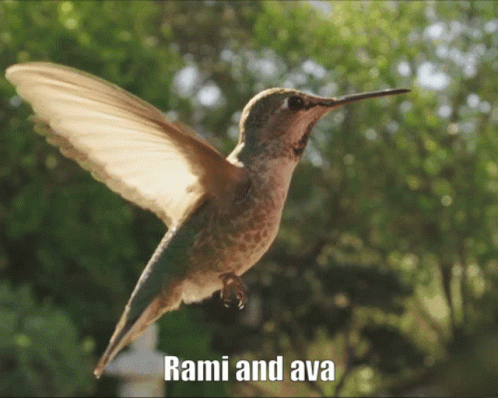 Ava Rami GIF