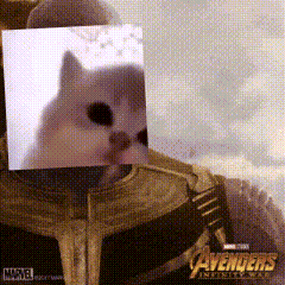 Avengers Infinity War Poster With Cat GIF