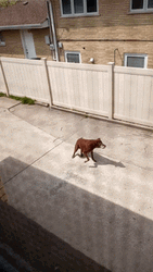Aware Street Dog Barking  GIF