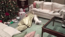 Awesome Human Gift Christmas Dog GIF