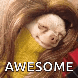 Awesome Long Blonde Wig White Chihuahua Dog  GIF