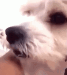 Awkward Scared Dog Staring GIF