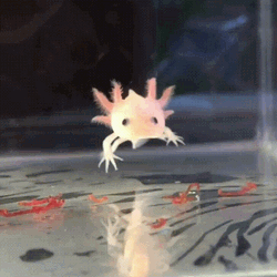 Axolotl Eating Worms GIF
