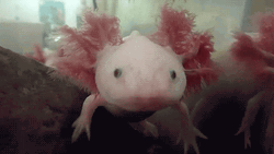 Axolotl Flapping Ears