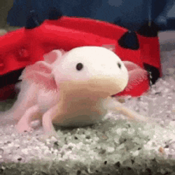 Axolotl GIF