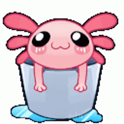 Axolotl In A Bucket