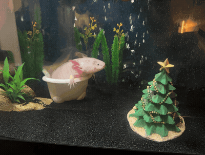 Axolotl In Bathtub Next To Christmas Tree GIF