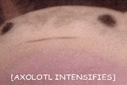 Axolotl Intense Face