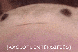 Axolotl Intensifies Axolotl Meme GIF