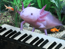 Axolotl Playing The Piano GIF