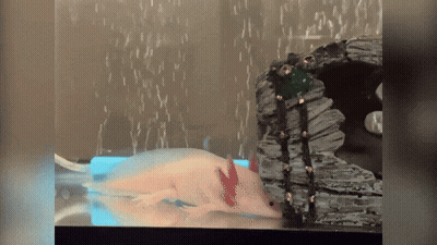 Axolotl Swimming In Tank With Air Bubbles GIF