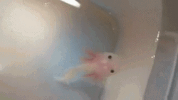 Axolotl Swimming In Tub