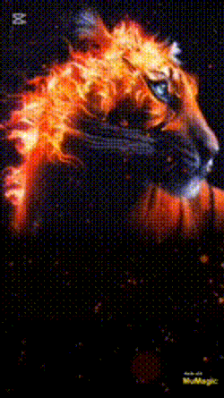 Ayaz Usta GIF