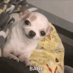 Babe Chihuahua Smile GIF