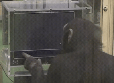 Baboon Sitting At Table With Laptop GIF