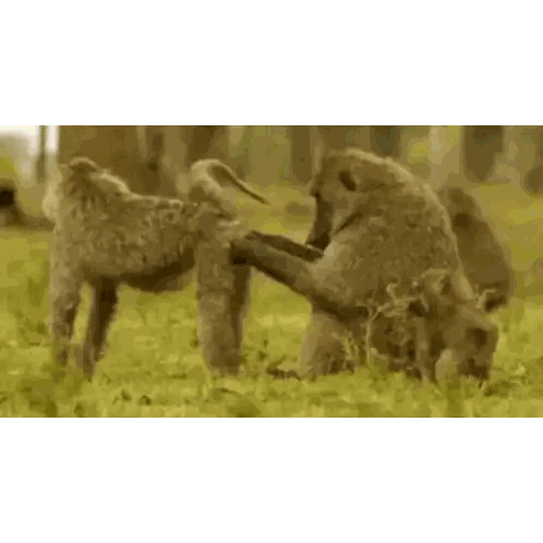 Baboons Playing In Grass Sticker