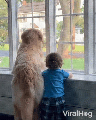 Baby And Dog Looking Out Window GIF
