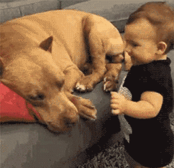 Baby And Dog Monkey Kissing Each Other GIF
