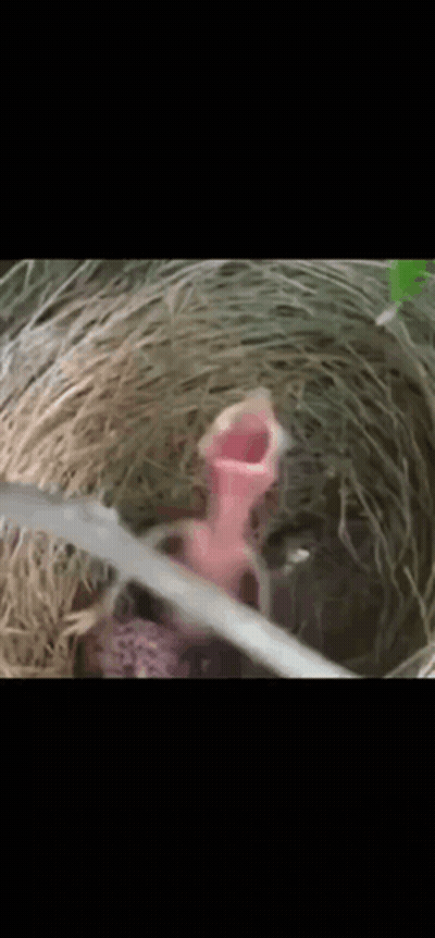 Baby Bird Sitting In Nest With Open Mouth GIF