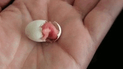 Baby Bird Wiggle GIF