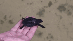 Baby Black Turtle Gently Swimming Away GIF