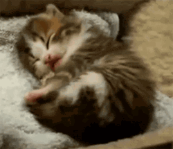 Baby Cat Bed Time GIF