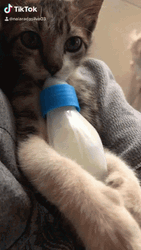 Baby Cat Feeding Time GIF