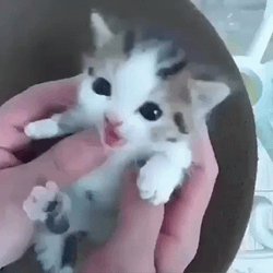 Baby Cat Just Woke Up GIF
