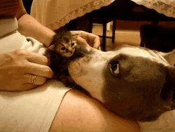 Baby Cat Kiss Dog GIF