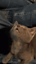 Baby Cat Like Sleeping Beauty GIF