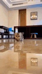 Baby Cat Little Legs GIF