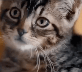 Baby Cat Long Whiskers Eye Roll Meme GIF