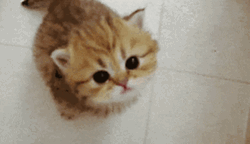 Baby Cat Looking For Mommy GIF