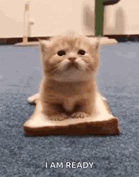 Baby Cat Sandwich GIF
