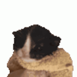Baby Cat Screaming On The Blanket GIF