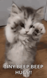 Baby Cat Tiny Beep GIF