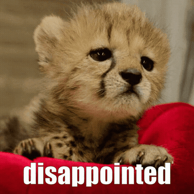 Baby Cheetah Laying On Red Pillow Disappointed GIF