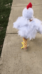 Baby Chicken Costume GIF