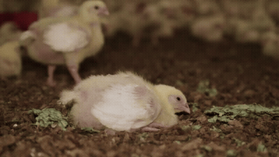 Baby Chicken In Coop GIF