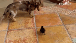 Baby Chicken Running Towards The Dog GIF
