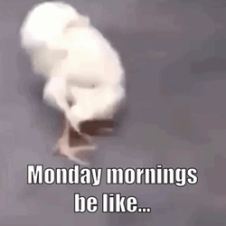 Baby Chicks Stretching Crazy Monday GIF