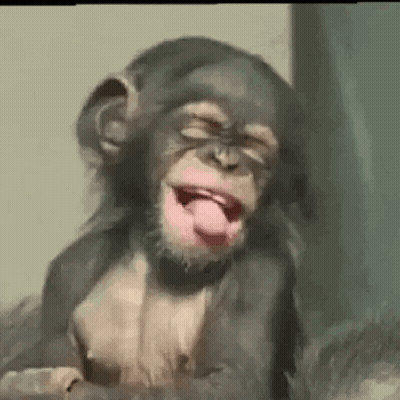 Baby Chimpanzee Making Funny Face With Tongue Out GIF