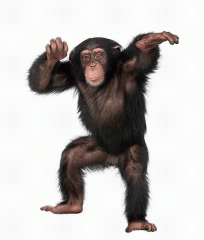 Baby Chimpanzee Standing With Arms Out GIF