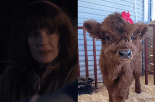 Baby Cow Saying Save A Cow Eat More Turkey GIF
